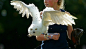hpinsults:

Owls are becoming popular pets thanks to Harry Potter, but what happens to them once the fantasy fades? Read more.



*sigh* it&#;8217s a wild creature people. they don&#;8217t belong in your house.
