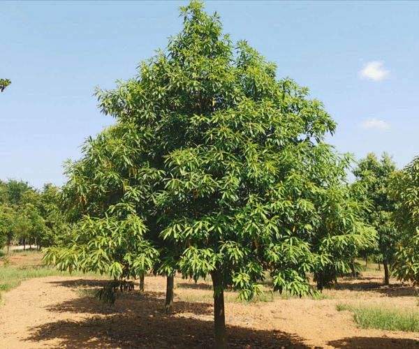 金丝楠木树的搜索结果_百度图片搜索