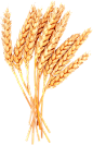 png  小麦 麦子麦穗