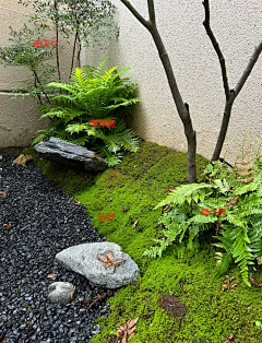yvonnefeng采集到苔藓