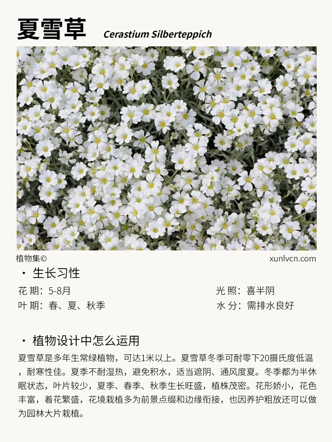 本期更新： #夏雪草#满天星吉普赛#薄雪万年草#黄金过路黄#地被植物-花瓣网