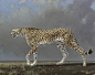 NEIL RODGER / CHEETAH II / oil on canvas / 120 x 150,5 cm