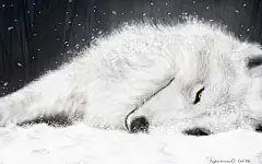 激发设计师灵感的创意壁纸