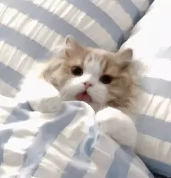 猫咪头像 - 高清图片，堆糖，美图壁纸兴趣社区
