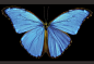 唯美蝴蝶标本图片