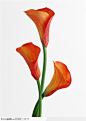 花卉造型-红色的马蹄莲