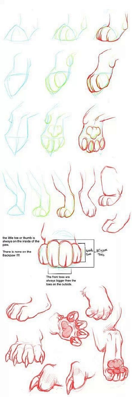 【绘画教材】猫科动物的爪子绘画教材系列1...