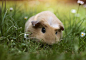 宠物荷兰猪可爱图片 小动物荷兰猪图片大全