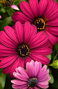 Osteospermum By Debbie Green