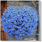 垂吊植物 盆栽花卉 蓝花亚麻种子 原装正品 袋装40粒 天蓝色小花
