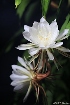 梓襄爱画画采集到昙花