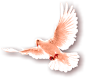 dove.png (339×308)