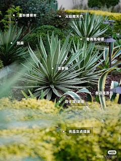 刘小二的2采集到沙生植物