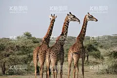 长颈鹿图片  - 源文件下载【酷图网】森林长颈鹿,抽象画,手绘背景墙,背景墙,客厅,电视墙,装饰画,沙发,家装,壁画,墙纸,壁纸,现代,热带,热带植物,热带树林,树,树林,森林,鹿,梅花鹿,长颈鹿,简约,北欧麋鹿,麋鹿树林,麋鹿,抽象,北欧风格,抽象背景,大树,热带背景,抽象树林,北欧抽象,北欧背景,麋鹿壁画,