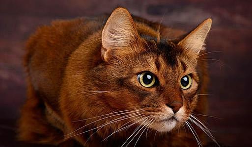 阿比西尼亚猫_百度图片搜索