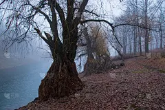 我去了我城镇附近的一个湖，看到了雾，所以我试着拍了一些有趣的照片