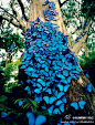 巴西，蓝蝴蝶群