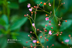 橙子汐汐采集到花草植物知识