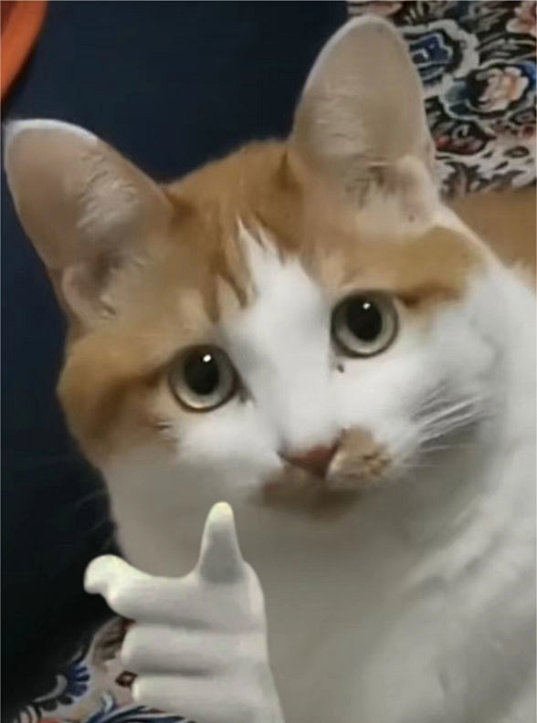 猫咪指人-花瓣网