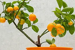 室内种植的柑桔类植物Calamondin (Citrofortunella microcarpa, 