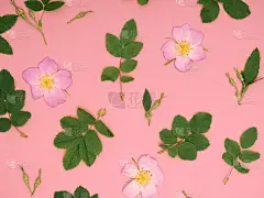 花叶构图，俯视图。