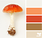 蘑菇色调