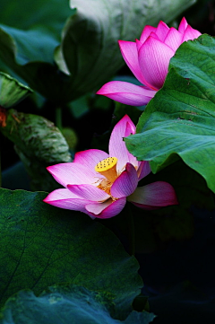 冰是睡着的水~采集到繁花似锦