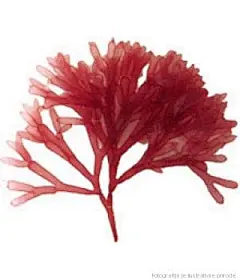 Gel crvenih algi - Red alga gel - gdje kupiti, cijena, iskustva, recepti za izradu kozmetike