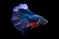 10)Siamese Fighting Fish.