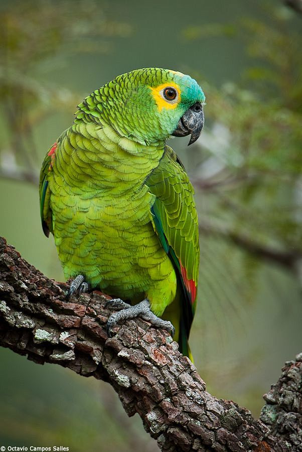 Blue-fronted Parrot,...
