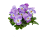角堇