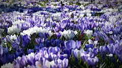 番红花 花朵 原野 盛开 花壁纸 花卉背景 开花 植物 春天