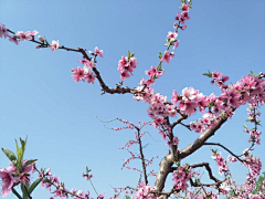 小C菜花采集到花（桃花）