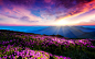 紫色的花，天空，雲彩，日落，光線，山 壁紙 - 2560x1600