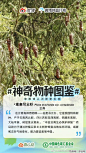                                                         【神奇物种知多少】作为动植物王国的云南，神奇生物更是不计其数，你知道翡翠龙蜥和油麦吊云杉生活在云南吗？快来和@云山保护 @TRAFFIC国际野生物贸易研究组织 @自然之友 @绿色和平 @让候鸟飞 @中国绿色碳汇基金会-CGCF @绿色环境发展基金会 @小象未来成长计划  一起来认识他们吧！#神奇物种图鉴# ​​ ​​​​...展开全文c                            