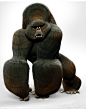 Hoogabooga, JB Vendamme : I just realized it s been too long since I did a gorilla..https://www.instagram.com/jbvendamme/