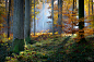 "Lingering light" - Autumn colours in Retz Forest : The beautiful Retz forest (Aisne - Picardy - France), Autumn is at it's peak and today I got lucky, the mist lingered round all day. La très belle forêt de Retz. L'automne est arrivée à l'apogé