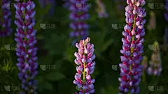 多彩的全景花卉背景。羽扇豆花在模糊的翠绿色与复制空间。夏天心情好，选择性集中
