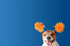 点击来源直接获取大图文件 |戴着有趣节日头带和绒球庆祝节日的狗