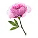 概念,主题,自然,构图,图像_200570847-001_Pink flower against white background, close-up_创意图片_Getty Images China