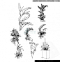 申精置顶！手绘学习方案、5 手绘植物单体线稿的画法、技... (2) - 手绘交流 - MT-BBS