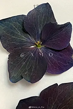 p1-6黑色绣球·皇家海军（秋色）
p7-9另一个黑色绣球的花萼拆解，和前面不是同一个球，为了展示凑近了看的颜色质感

可能会用到的回答：天然颜色，非“纯黑”色，仅裁切画面+logo和贴纸
·
黑色系花卉盘点：OAmo_in_Fur
为什么绣球会呈现这种颜色：OAmo_in_Fur ​​​​