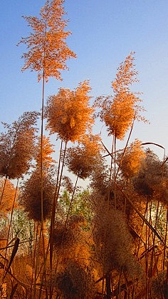 陌上花开~~~~采集到秋