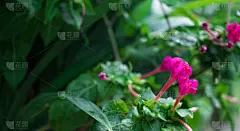 粉色,玫瑰,贺卡,清新,背景分离,浪漫,自然美,春天,植物,背景