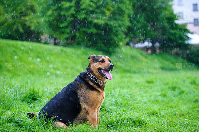 雨中的狗在绿草地上