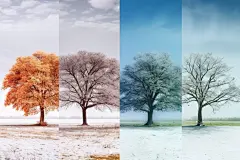 与众不同四季同棵树春夏秋冬摄影图