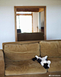 猫和古家具的一些新视角～

cr：nekotofurukagu ​​​​