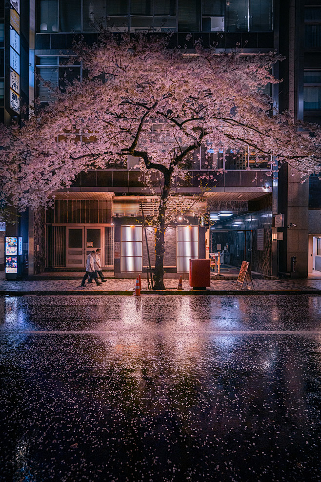 Cherry Blossom city ...