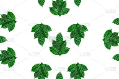 白色,绿色,式样,叶子,背景,分离着色,装饰品,平铺,风景,上装