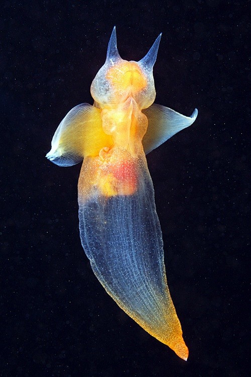 seaangelmollusk